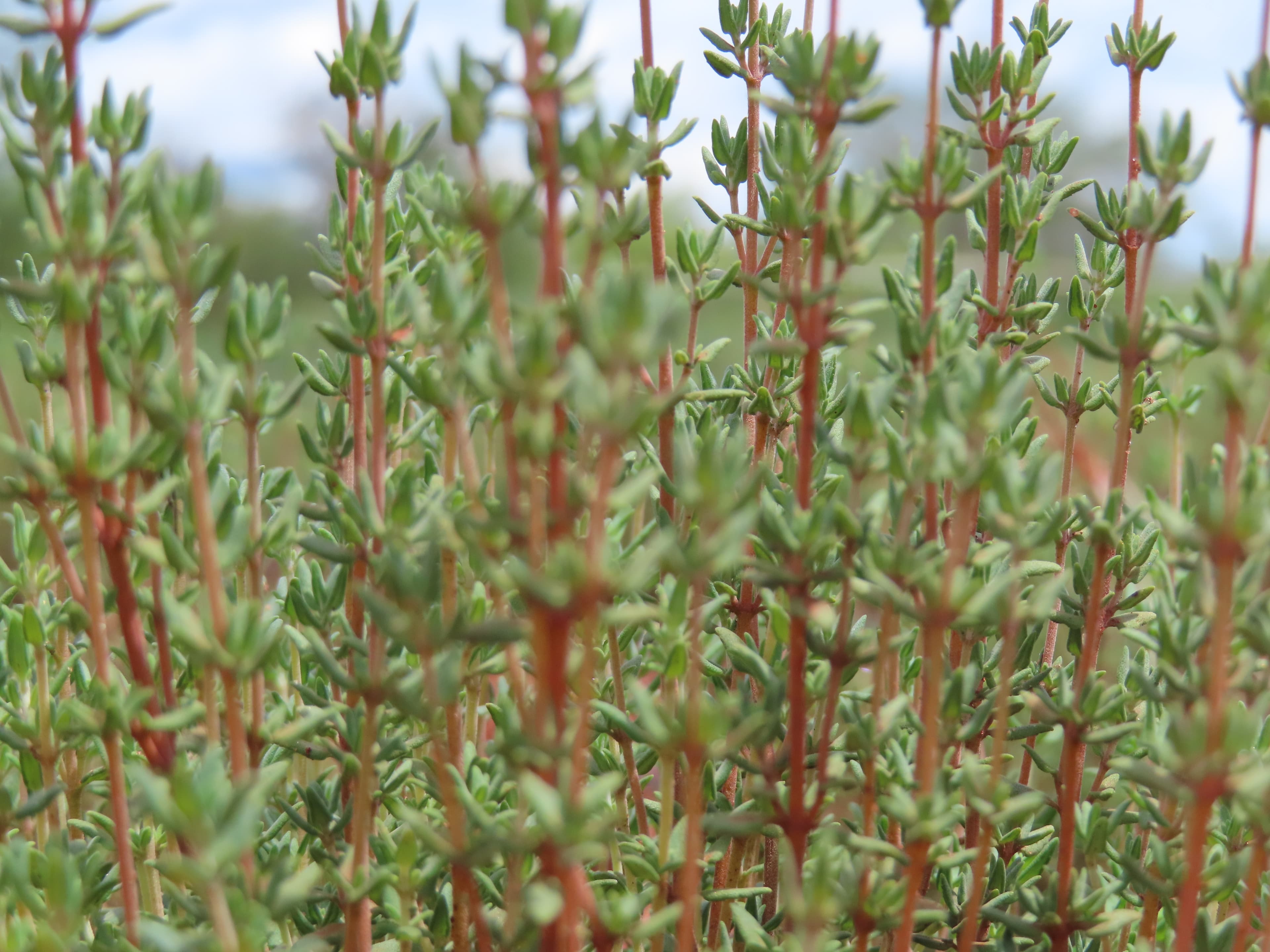 Farm and environment at Maonera Farms
