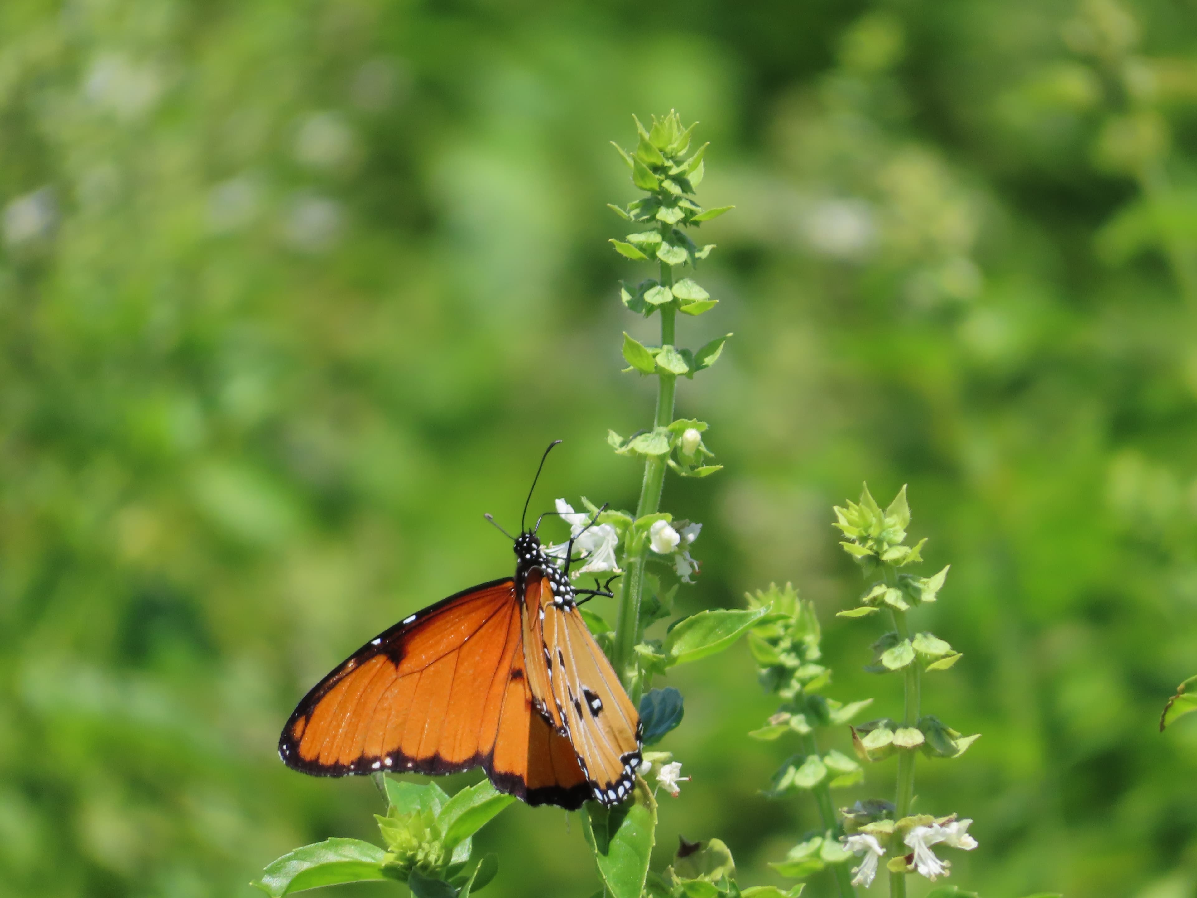 Diverse fauna coexisting at Maonera Farms