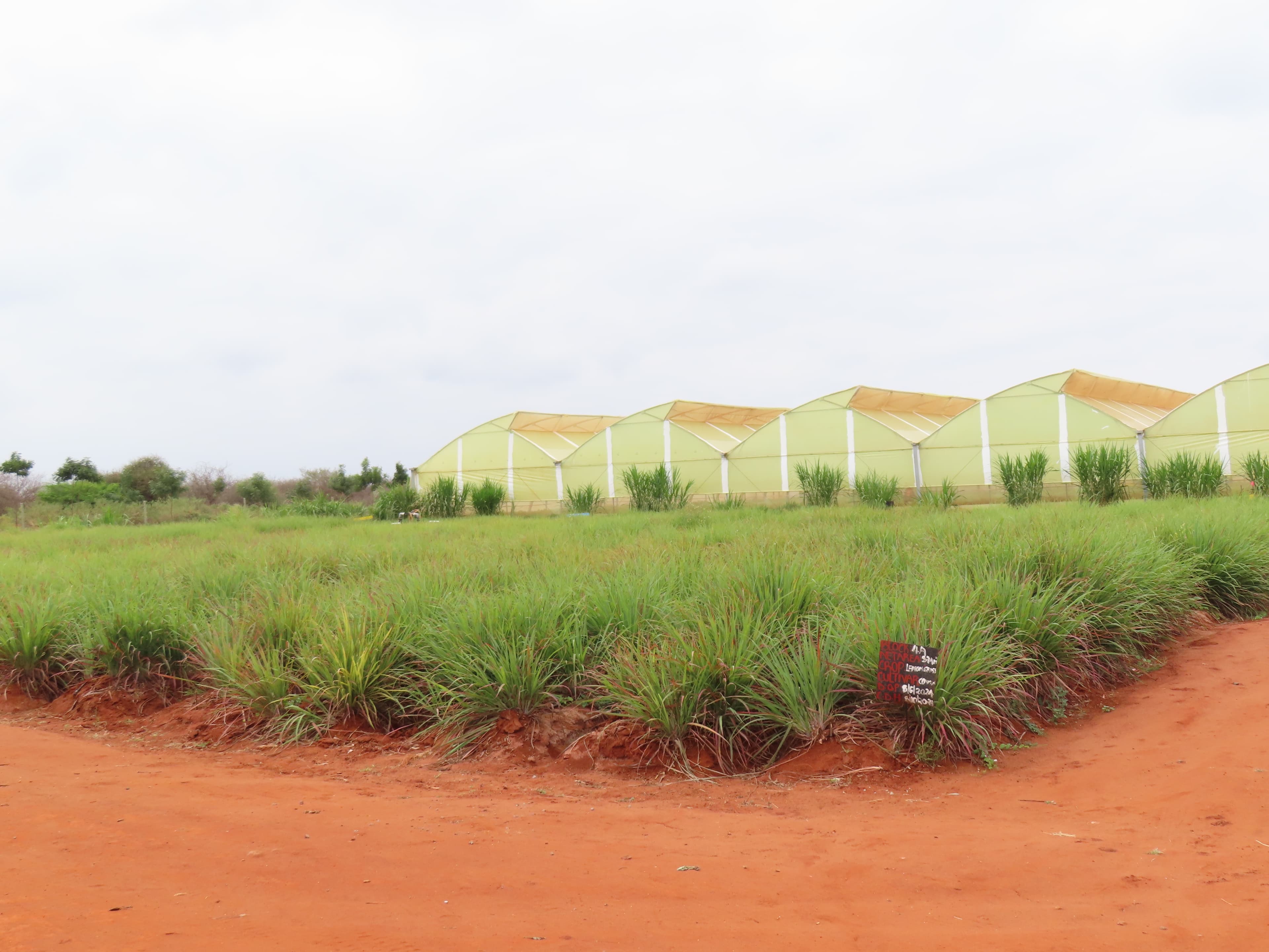 Sustainable herb cultivation processes at Maonera Farms