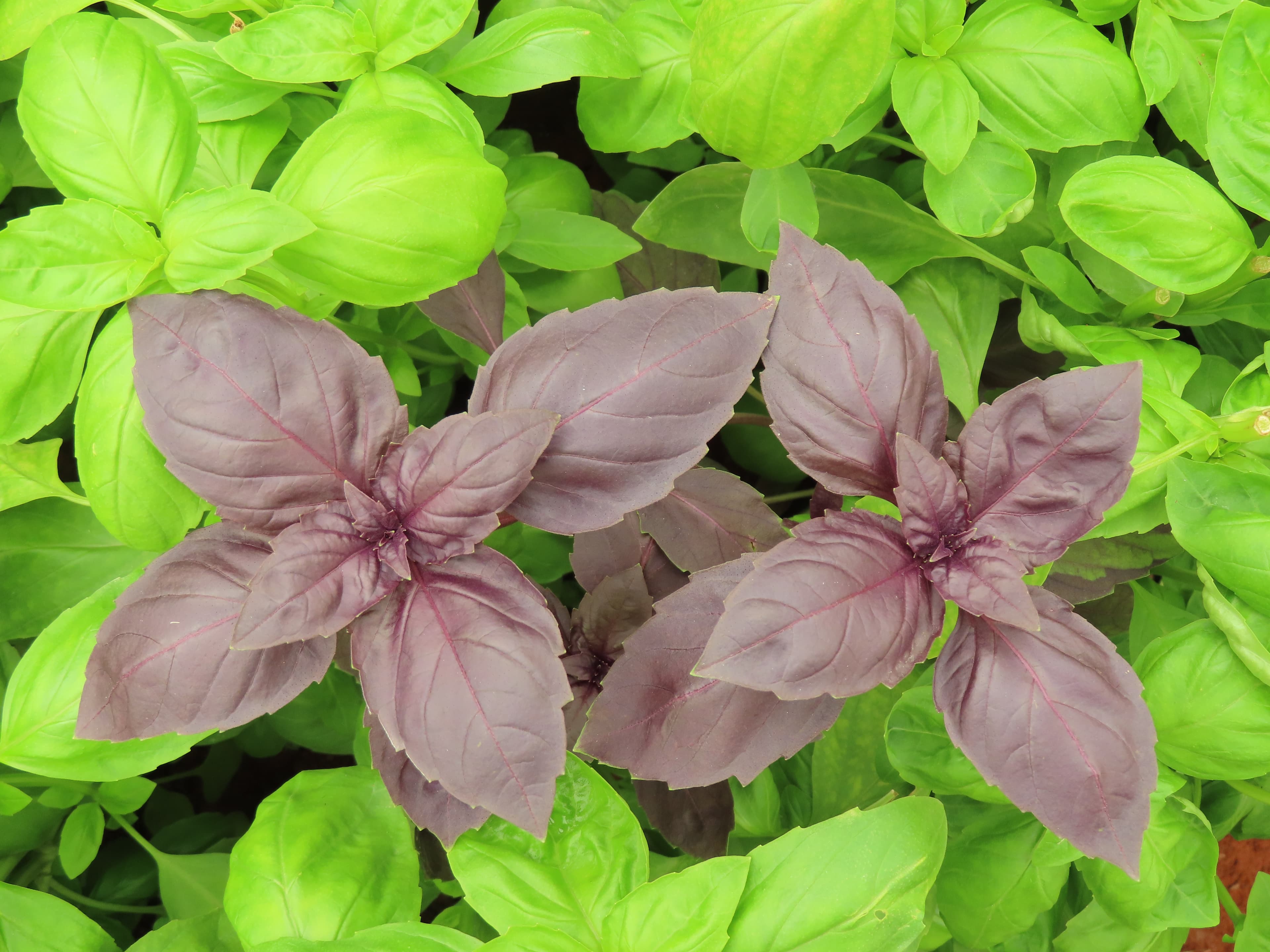 Sustainable farming at Maonera Farms