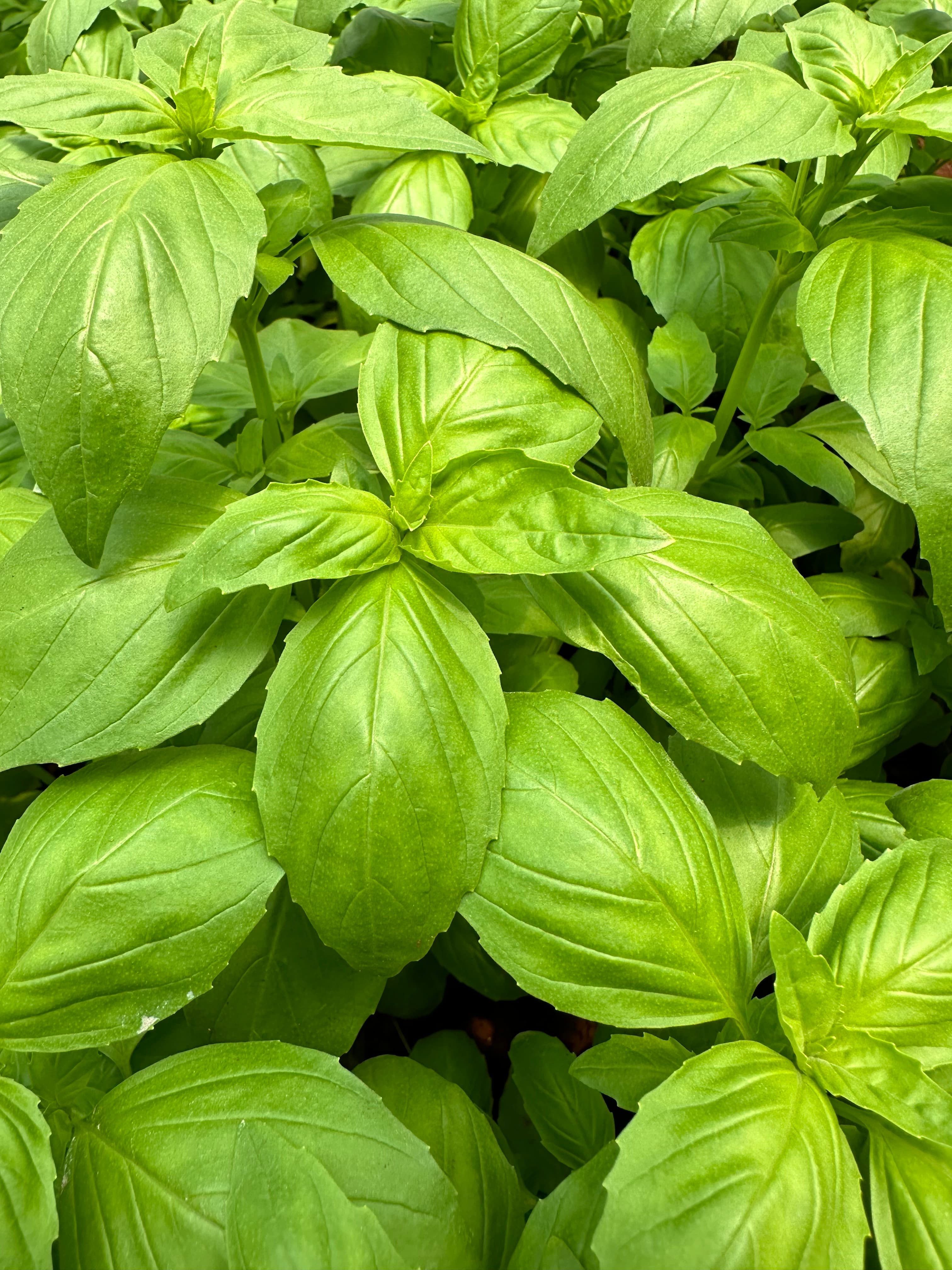 Maonera Farms sustainable practices